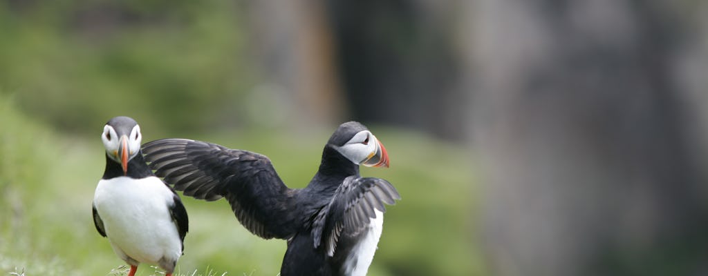 Tour premium dei puffini a Reykjavík
