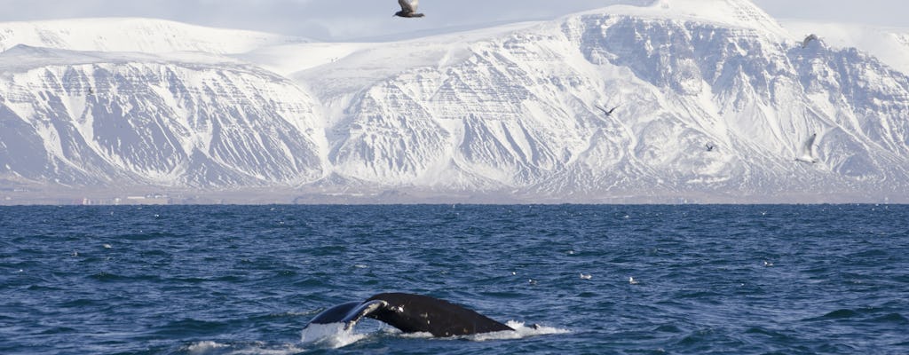 Premium whale and puffin watching tour in Reykjavík
