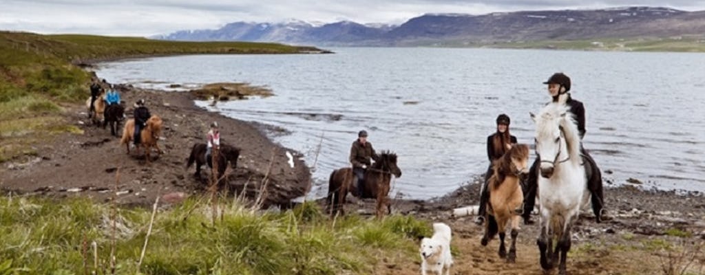 Passeio pelas baleias de Akureyri e passeio a cavalo