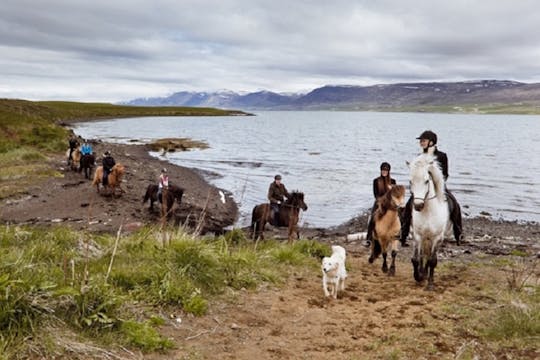 Passeio pelas baleias de Akureyri e passeio a cavalo