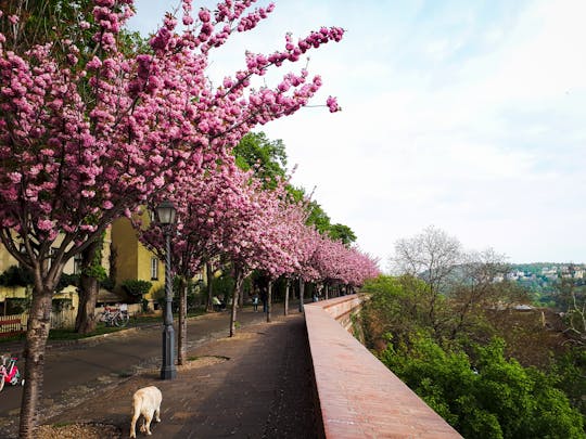 Passeio autoguiado com descobertas pela história e pelos mistérios de Castle Hill em Budapeste