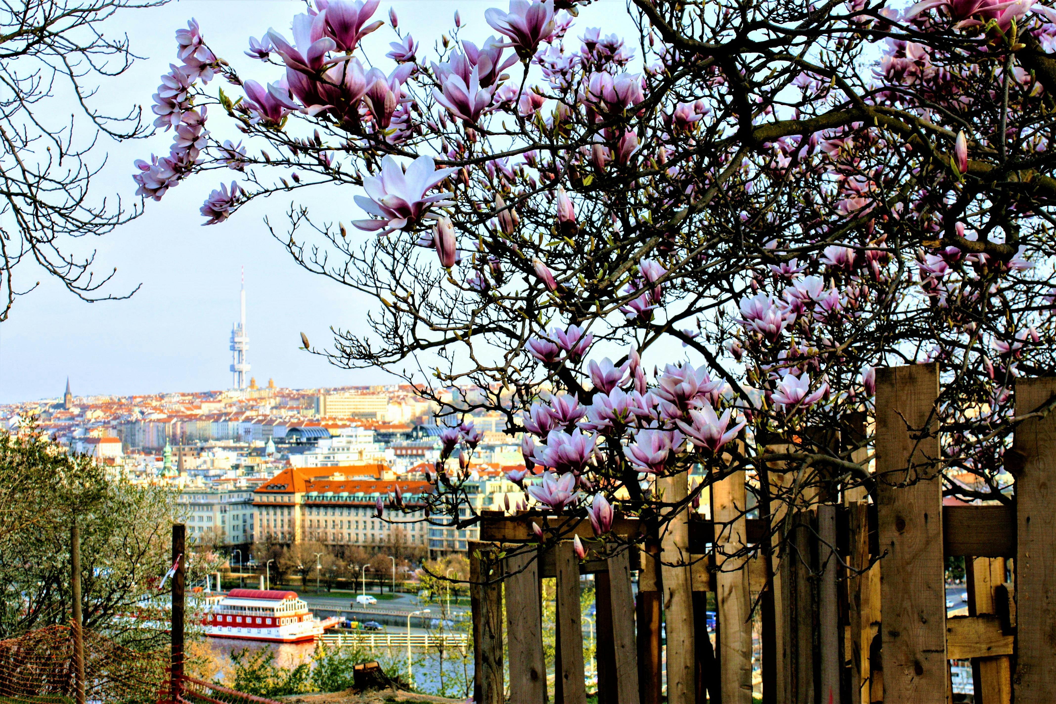 Self-guided discovery walk in Prague with breathtaking views and parks