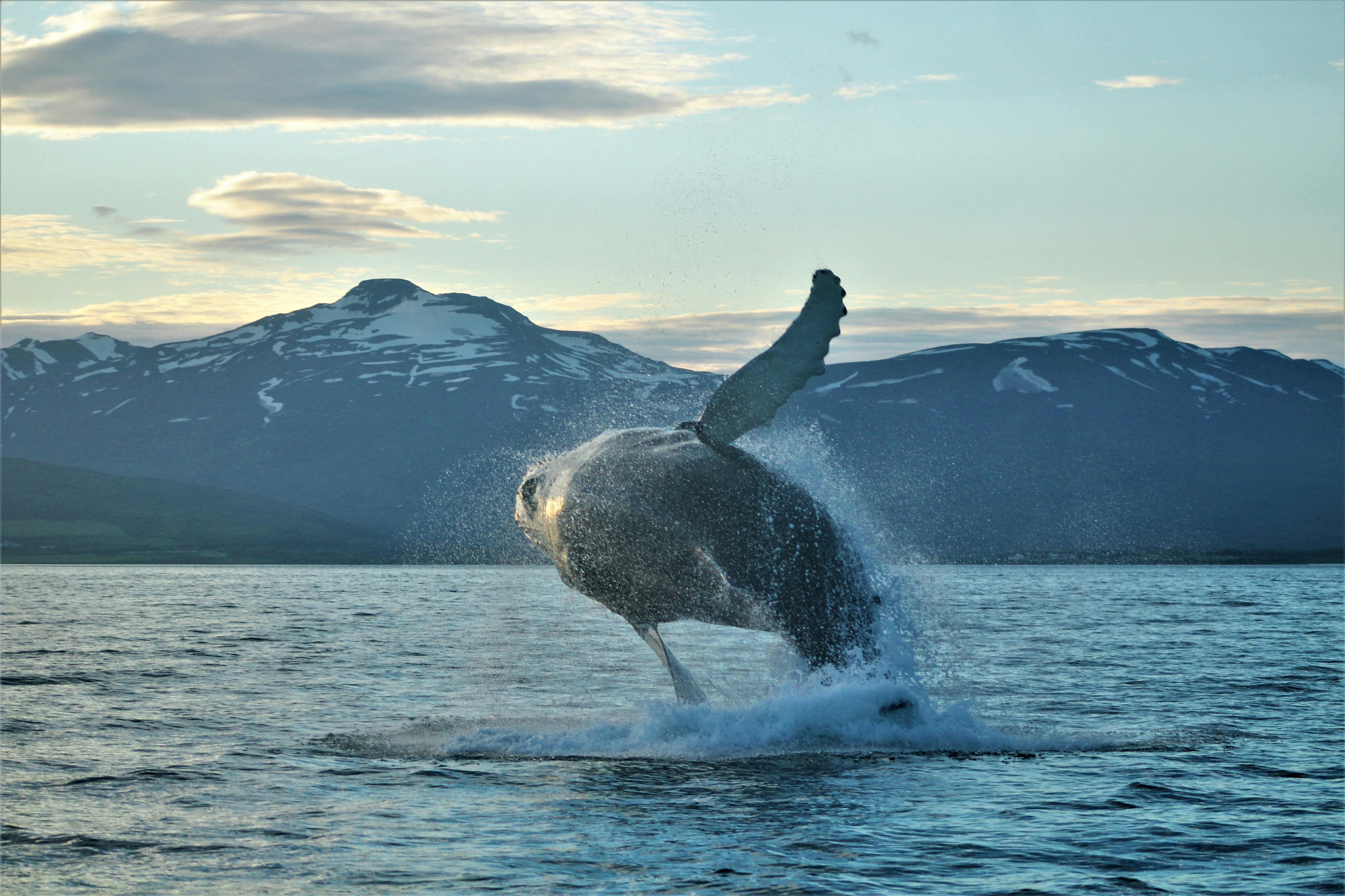 Akureyri classic whale watching Musement