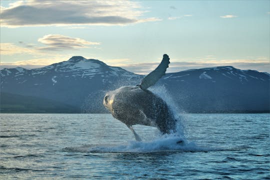Avistamiento clásico de ballenas Akureyri