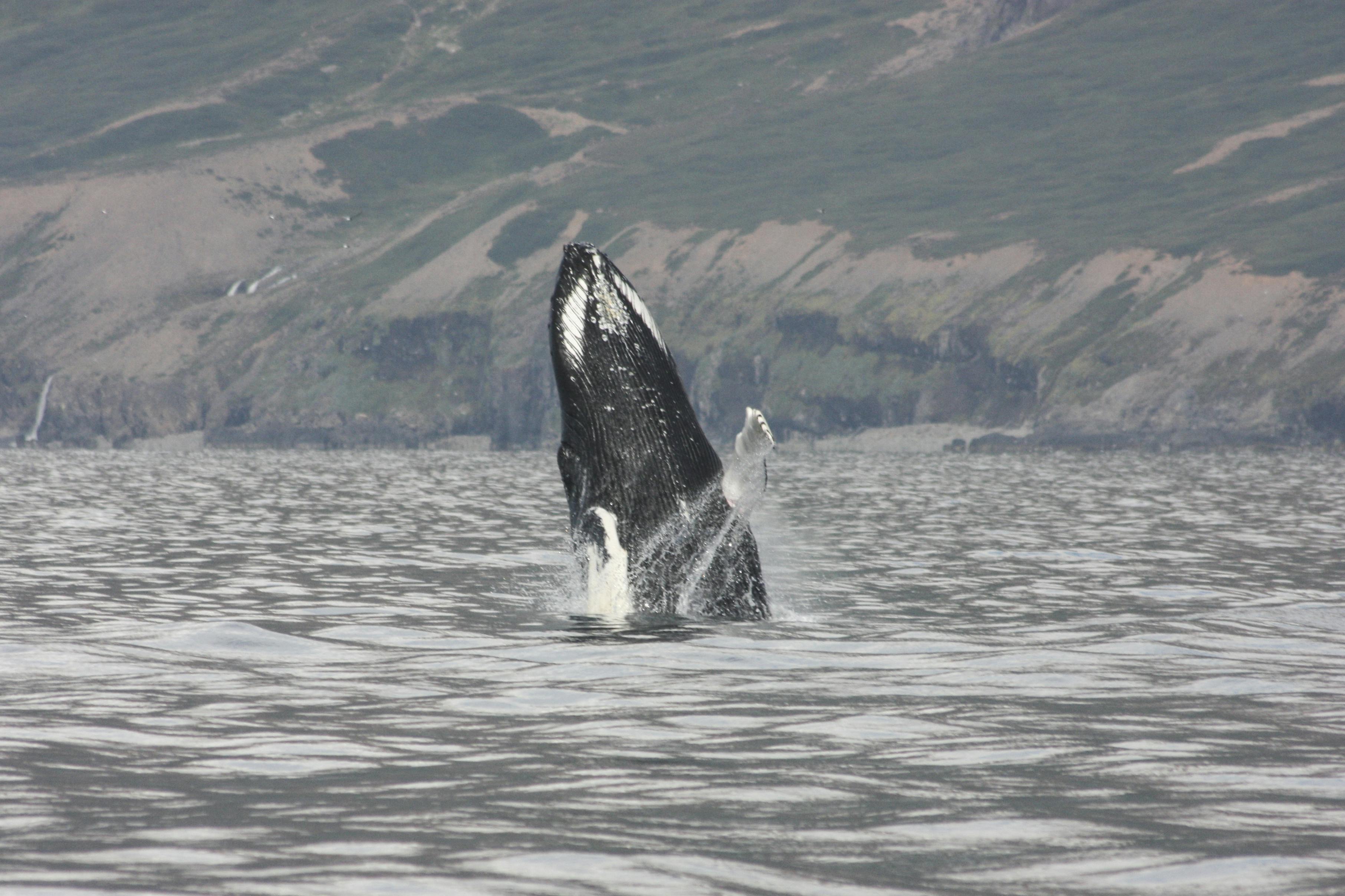 Excursão turística de 2 horas pelas baleias, Eyjafjord e Akureyri