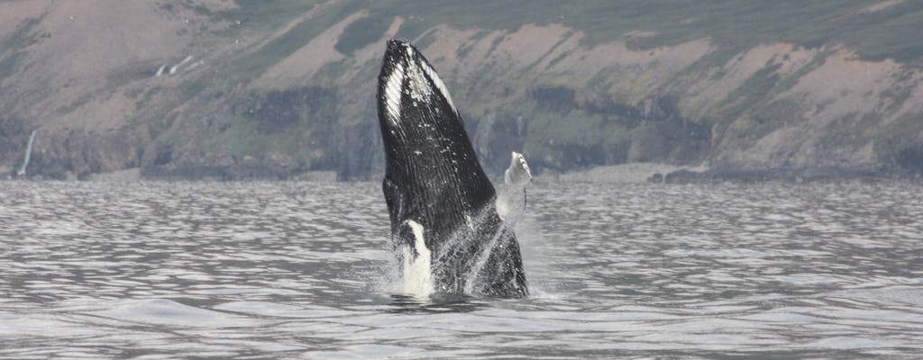 2-hour whale, Eyjafjord & Akureyri sightseeing tour
