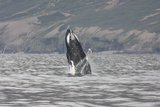 2-hour whale, Eyjafjord & Akureyri sightseeing tour