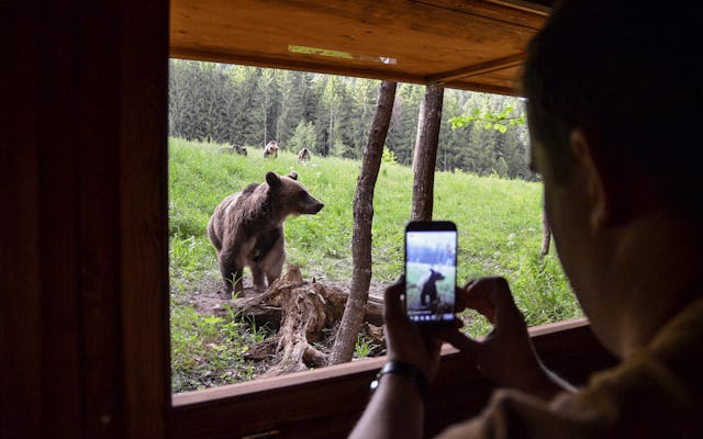 Excursion d'une journée et observation des ours au pays des volcans