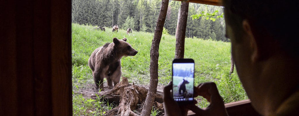 Jednodniowa wycieczka i obserwacja niedźwiedzi w Krainie Wulkanów