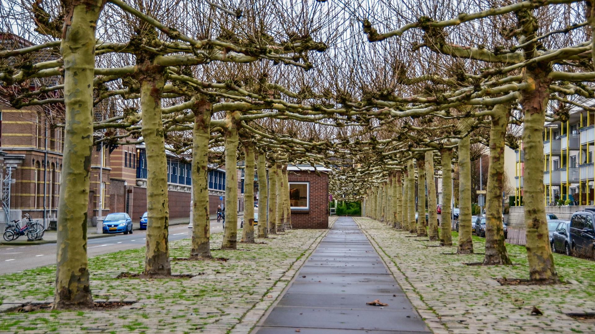 Caminhada de descoberta autoguiada nos segredos multiculturais do leste de Amsterdã
