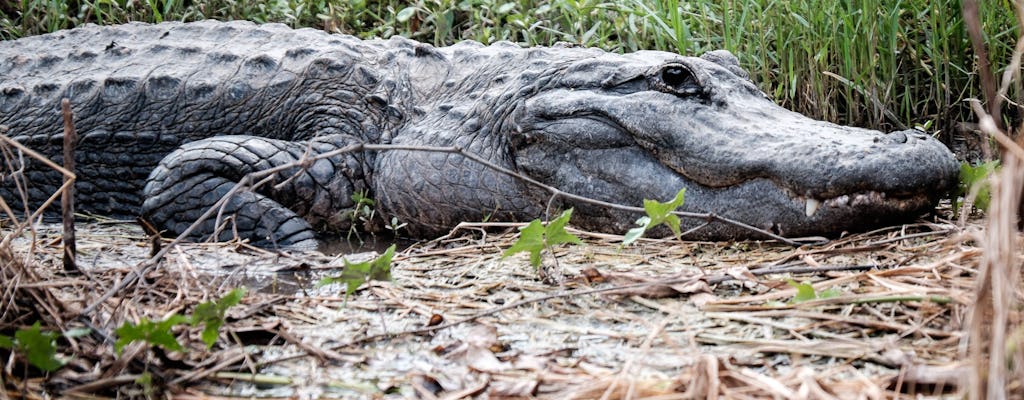Everglades National Park airboat ticket