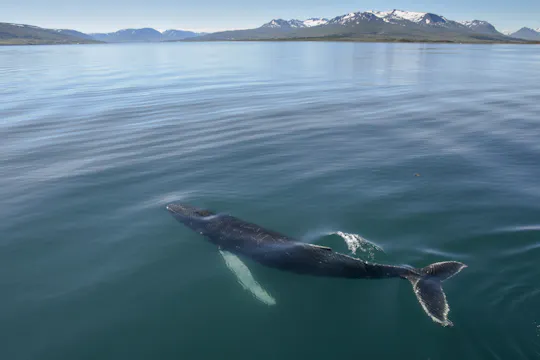 Akureyri  whale watching tour in the midnight sun