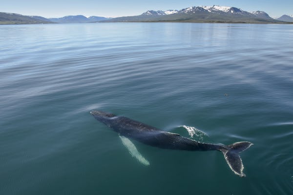 Excursão de observação de baleias Akureyri no sol da meia-noite