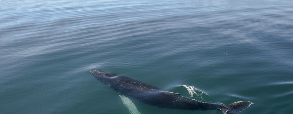 Akureyri obserwacja wielorybów w słońcu o północy