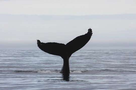 3-hour midnight sun whale watching tour from Akureyri