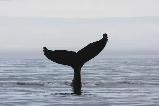 3-hour midnight sun whale watching tour from Akureyri