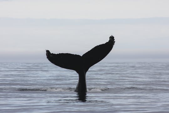 Tour di 3 ore di osservazione delle balene di mezzanotte da Akureyri