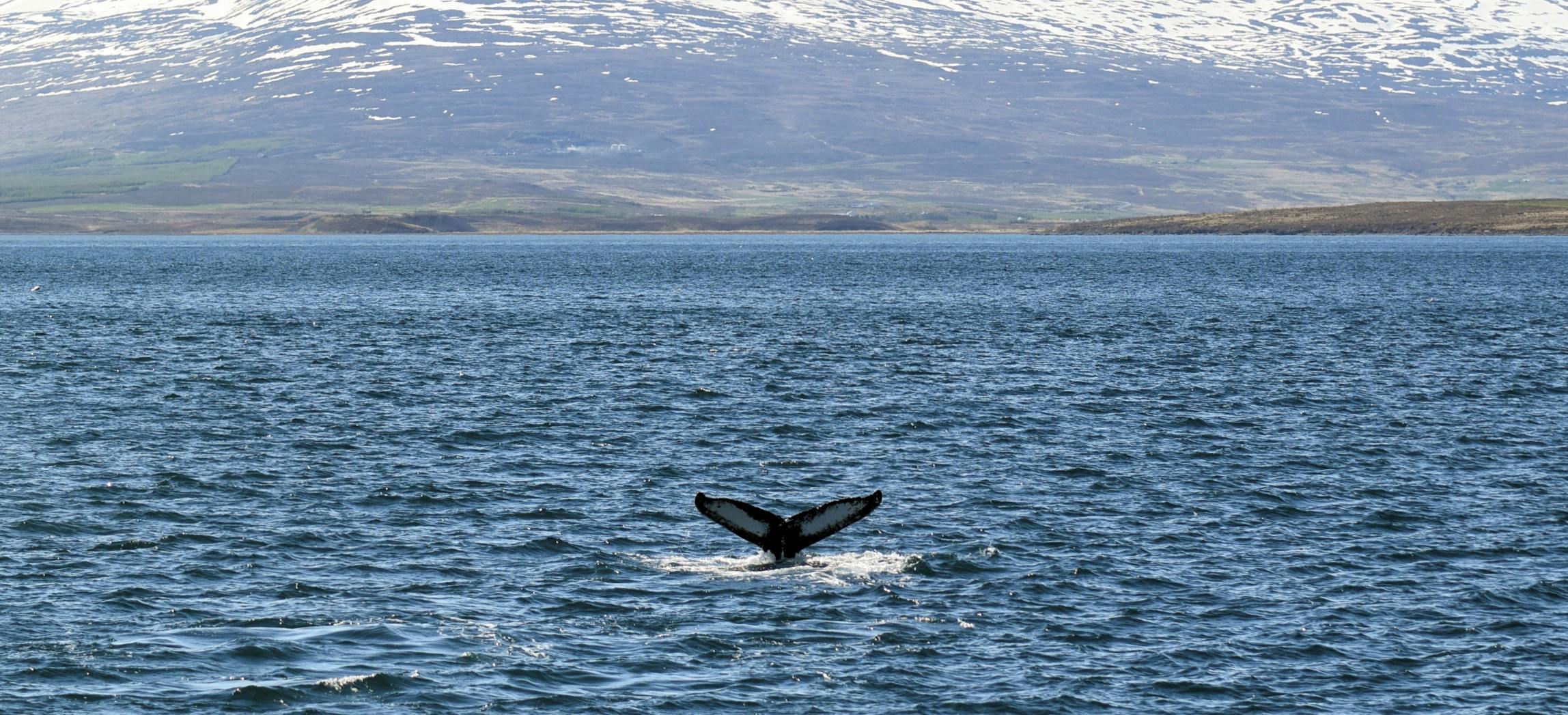 Avistamiento de ballenas y tour al lago Mývatn