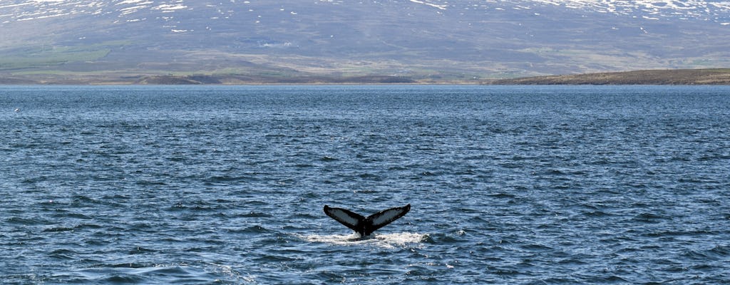 Observação de baleias e excursão ao Lago Mývatn