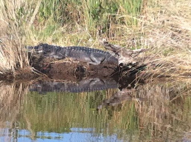 Everglades National Park mangrove tunnel kayak eco-tour