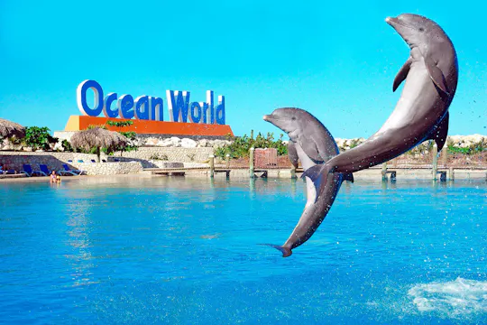 Ocean World Puerto Plata Tour