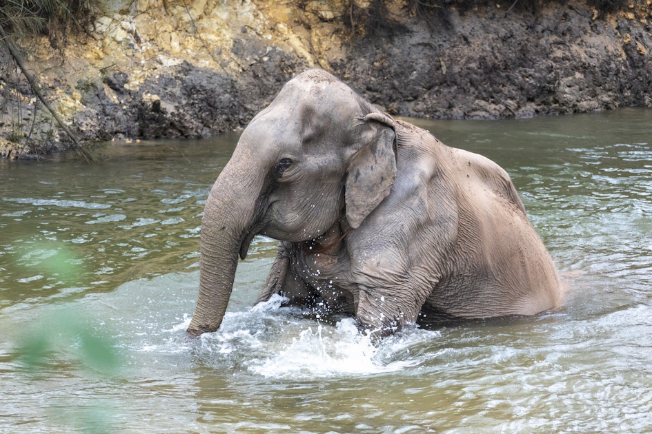 Elephant Experience and Waterfalls | musement