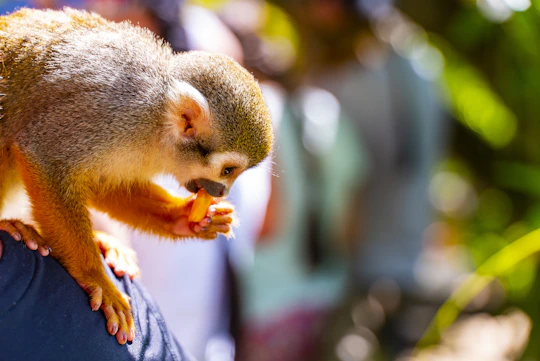 Monkeyland adventure packages