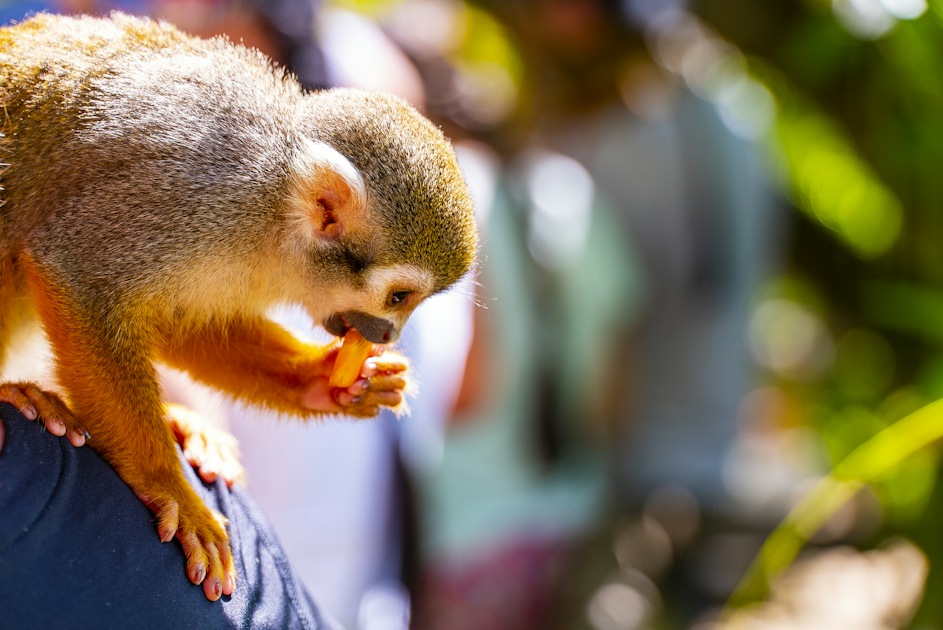 Monkeyland adventure packages | musement