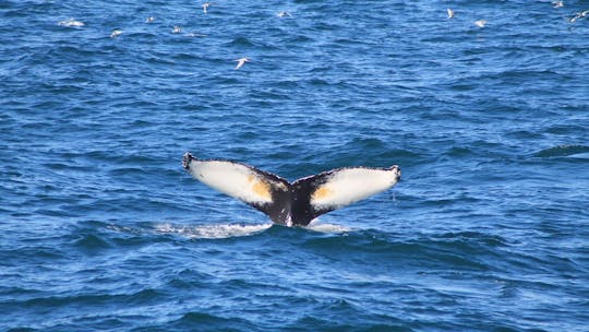 Наблюдать за китами из Рейкьявика
