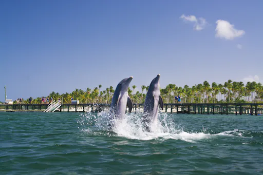 Punta Cana Dolphin Swim Tour