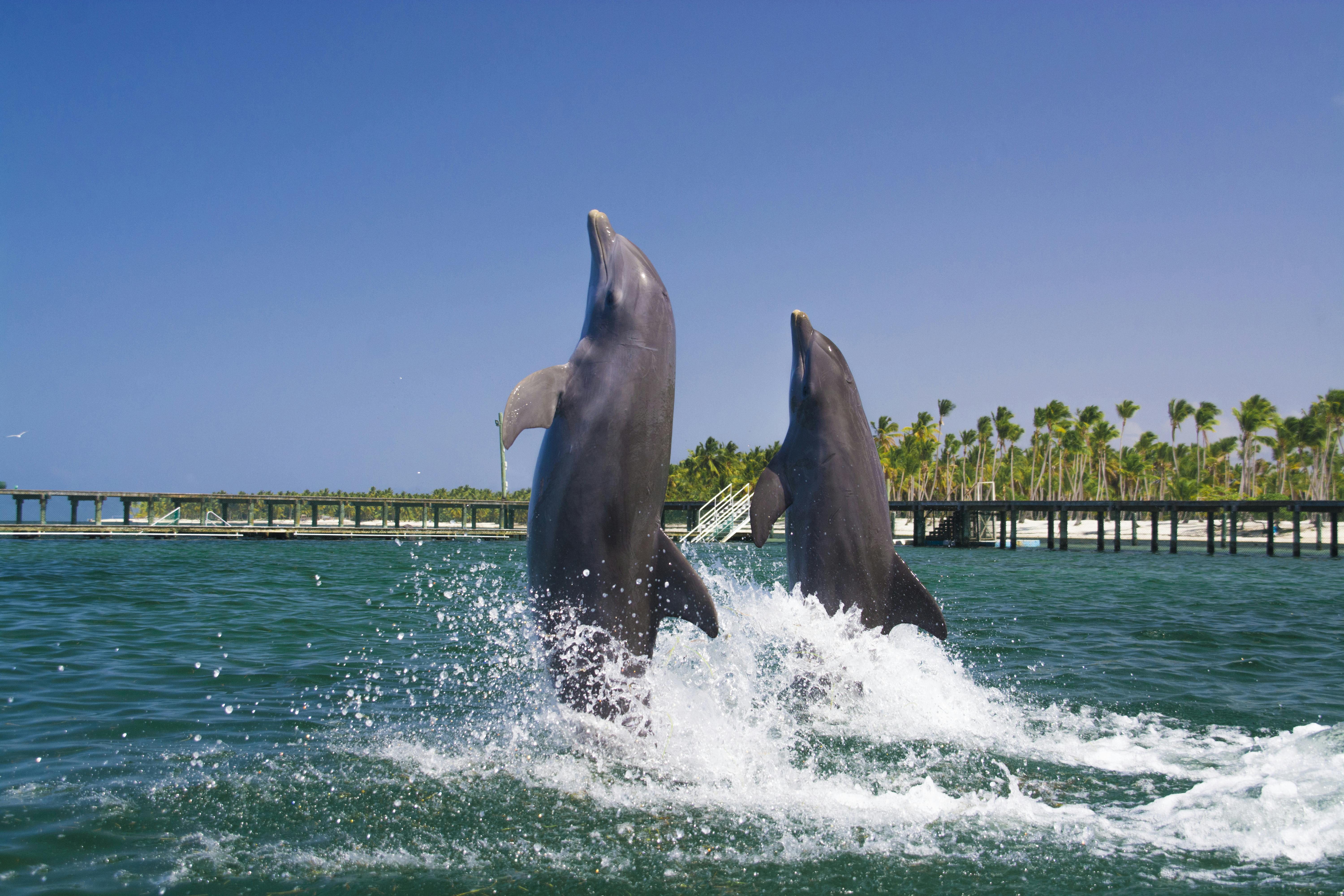 Punta Cana Dolphin Swim Tour
