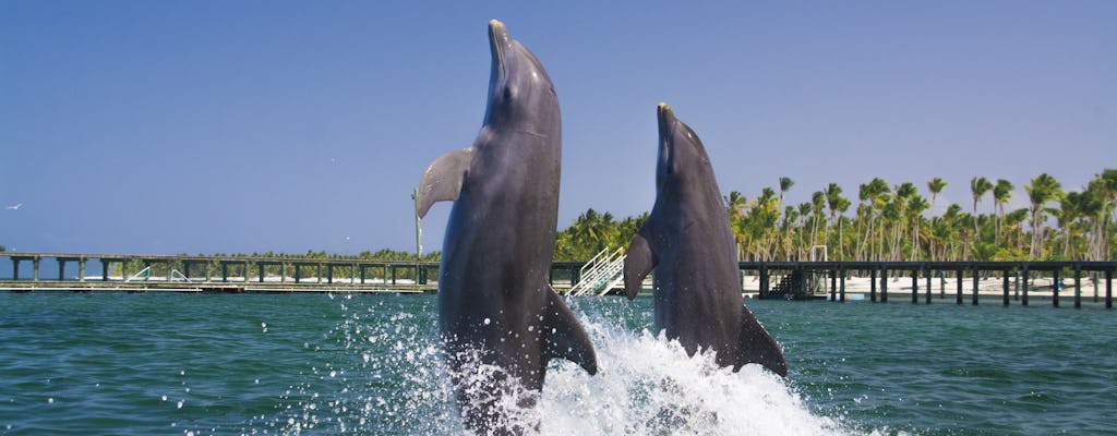 Pływanie z delfinami w Punta Cana