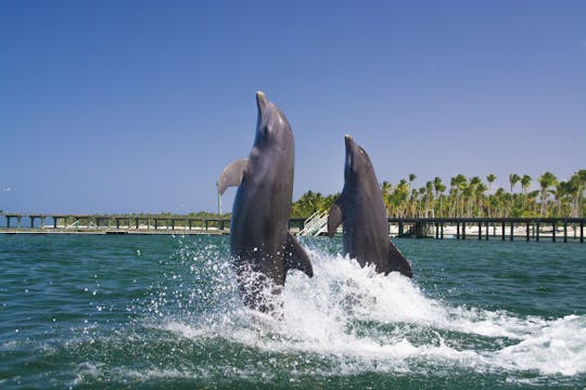 Pływanie z delfinami w Punta Cana