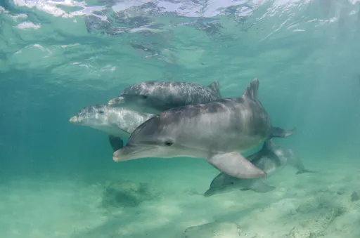 Punta Cana Dolphin Swim Tour