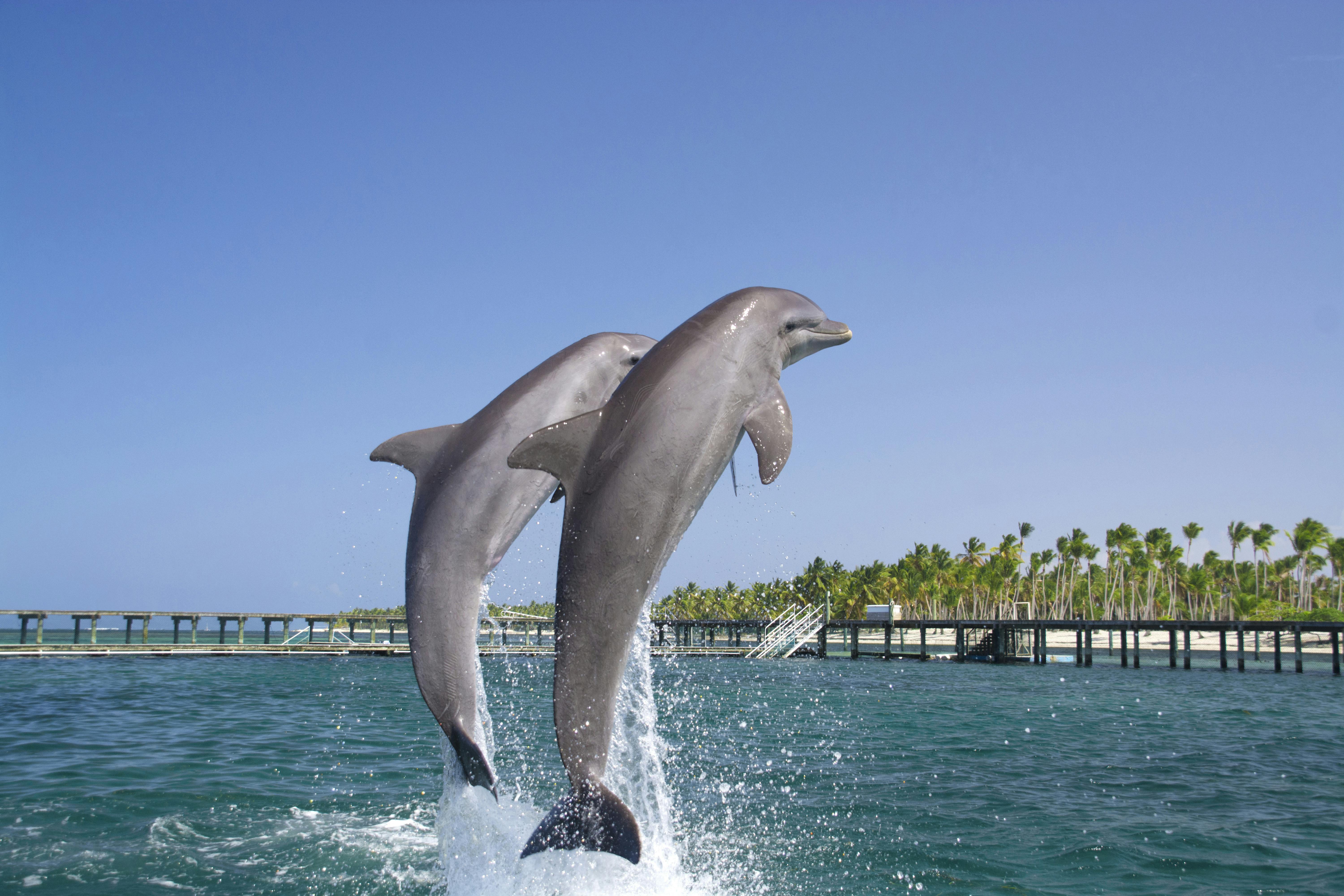 Punta Cana Dolphin Swim Tour