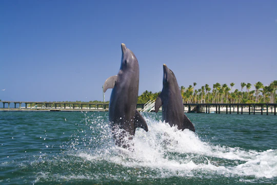 Punta Cana Dolphin Swim Tour