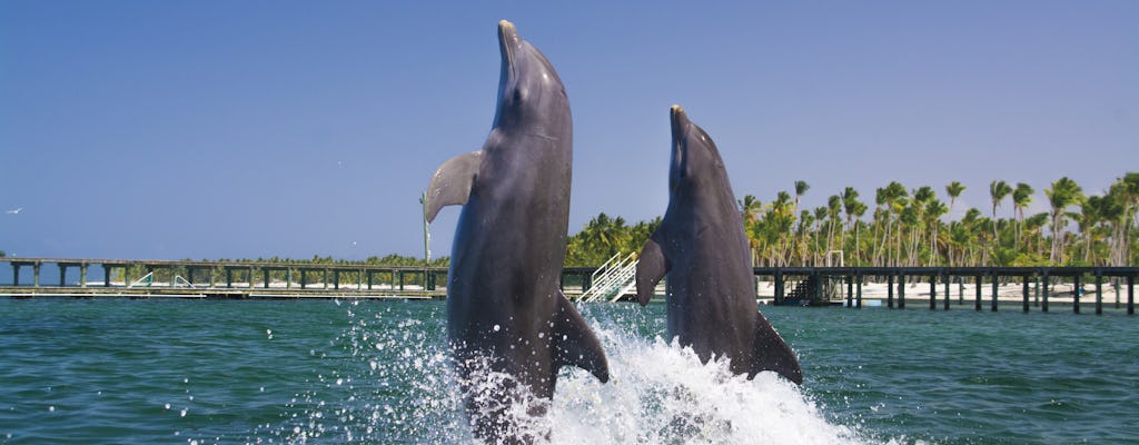 Punta Cana Dolphin Swim Tour