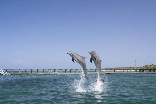 Punta Cana Dolphin Swim Tour