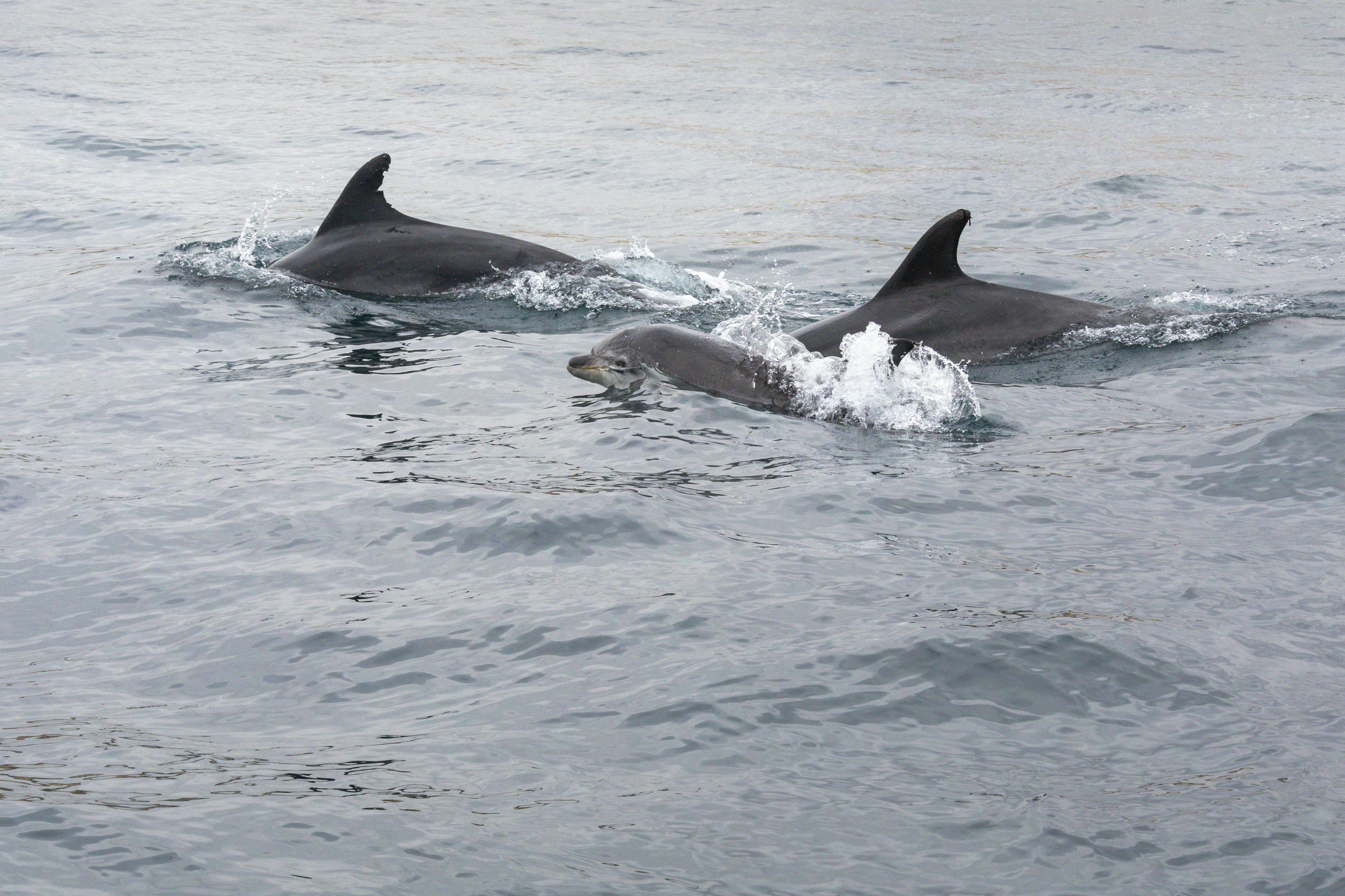 Dolphin watching and sea caves