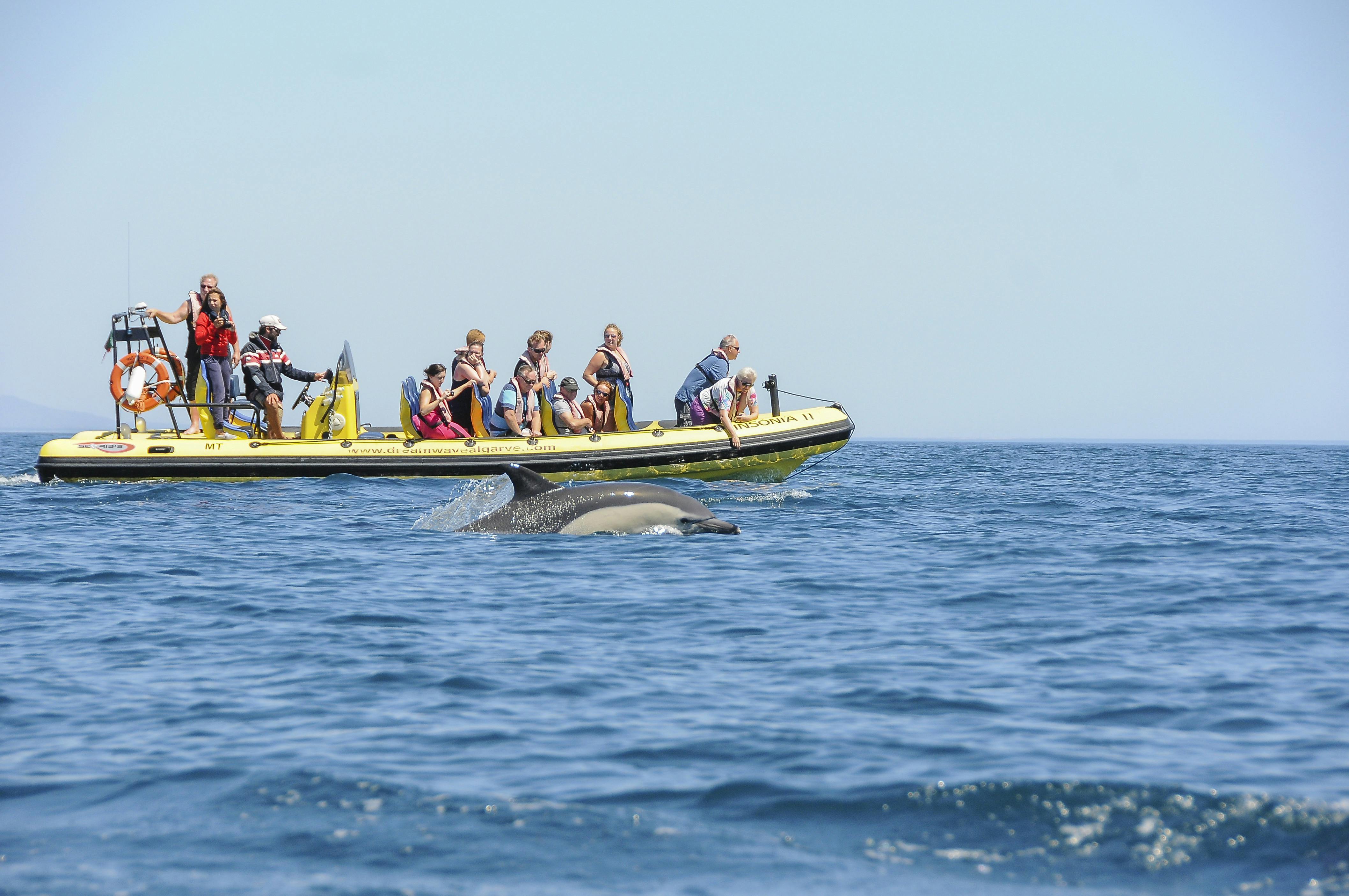 Dolphin watching and sea caves