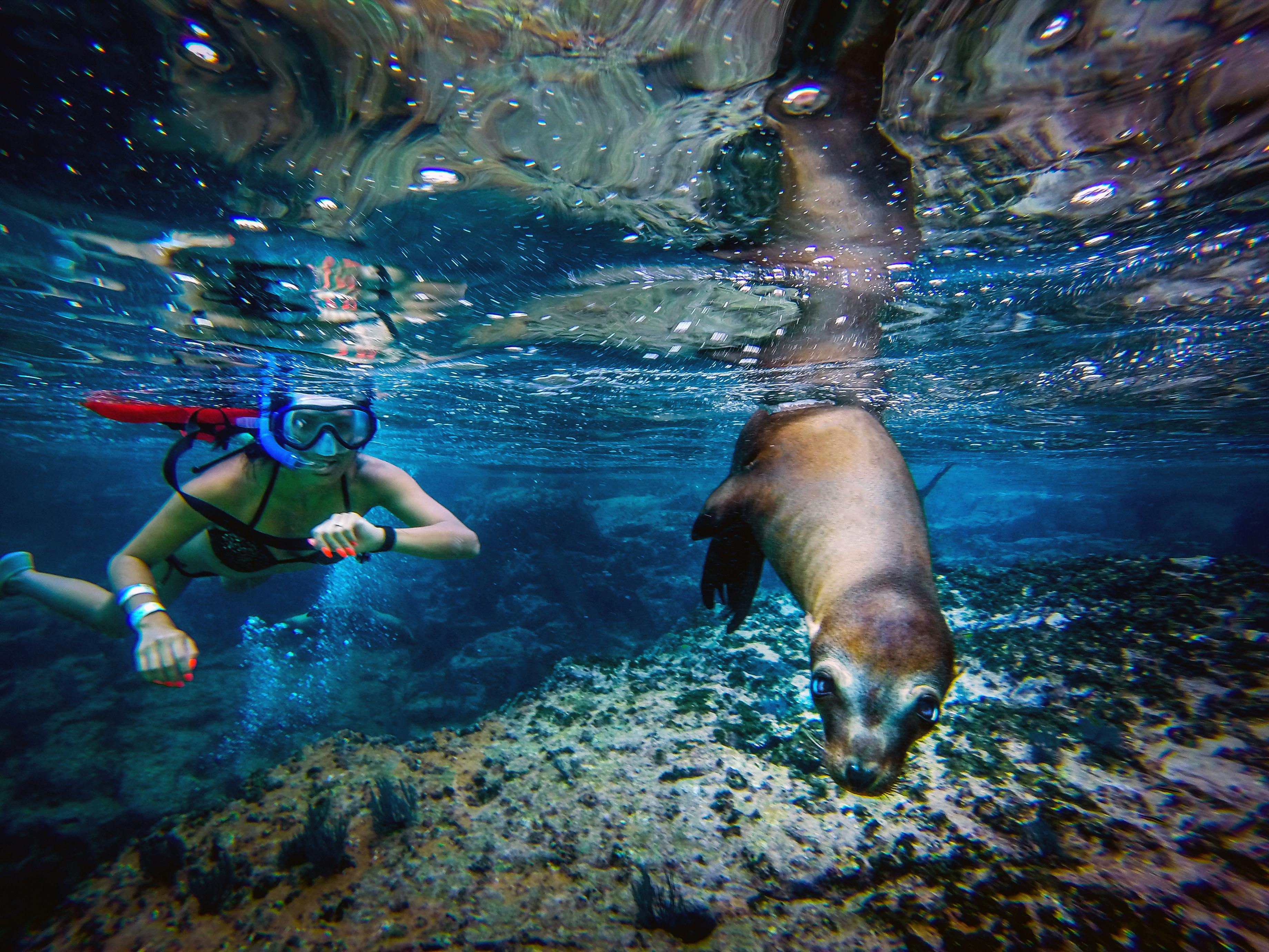 Sea of Cortez Sea Lion Tour