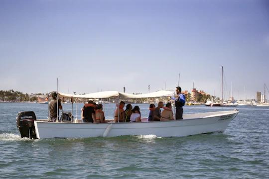 Sea of Cortez Whale Shark Tour