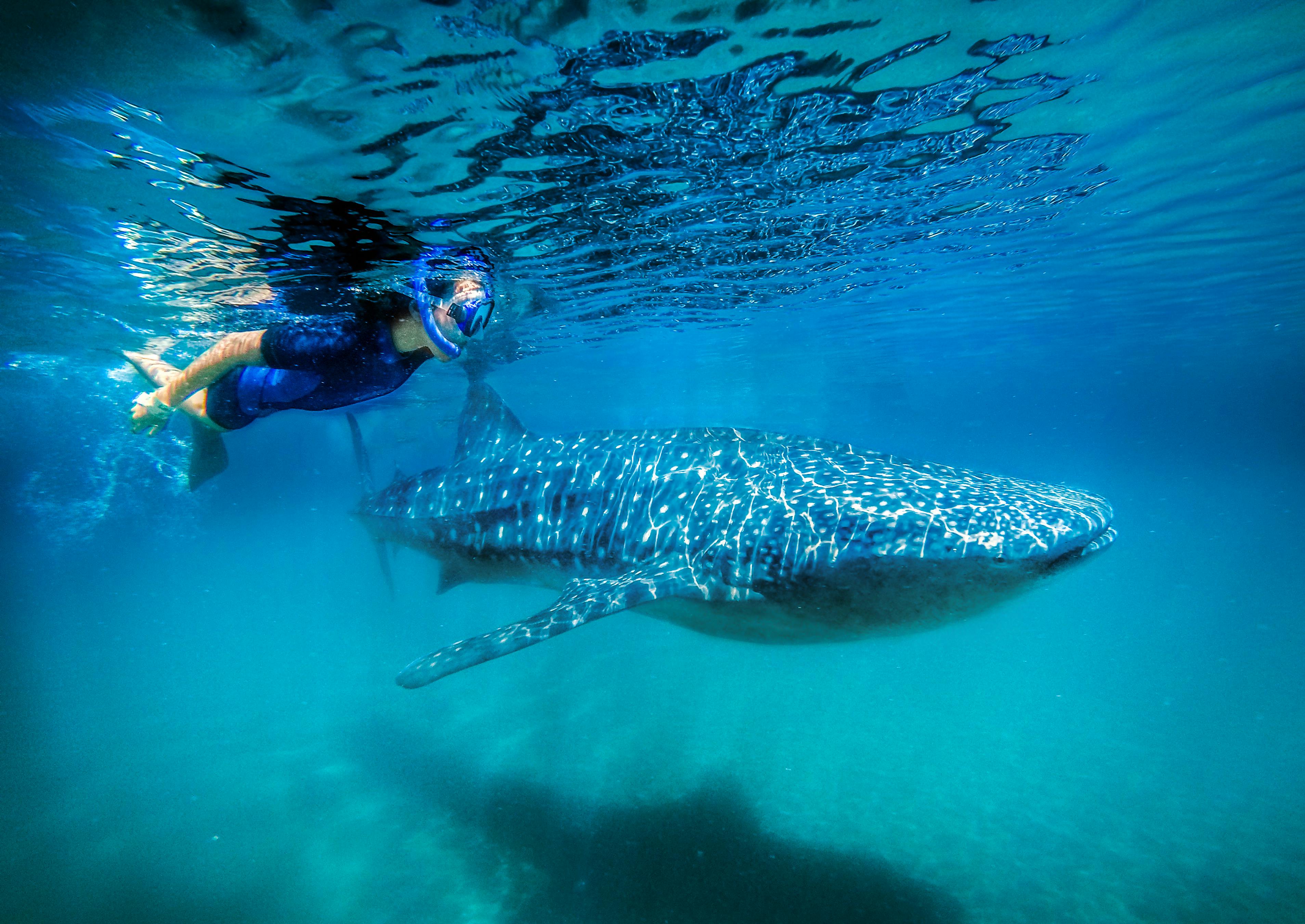 Sea of Cortez Whale Shark Tour