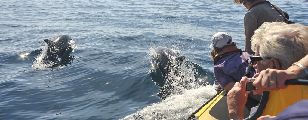 Insonia Grot en Dolfijnen Speedboottocht met Transfer vanaf Albufeira