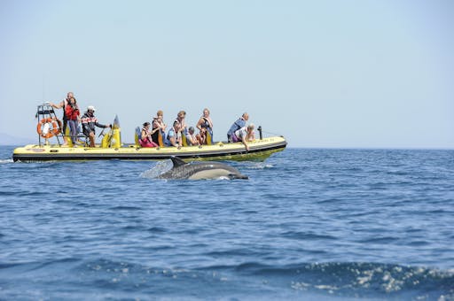 Dolphin watching and sea caves