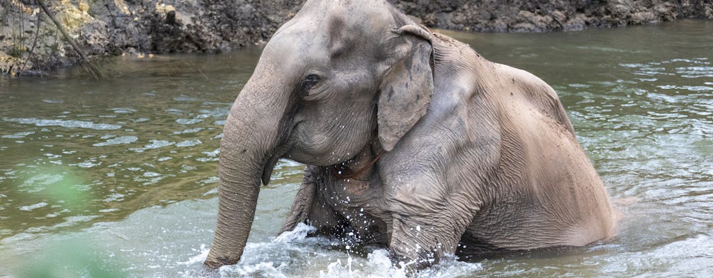 Elefanten- und und Wasserfall Tour