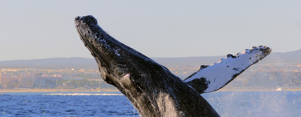 Los Cabos Whale Watching Tour