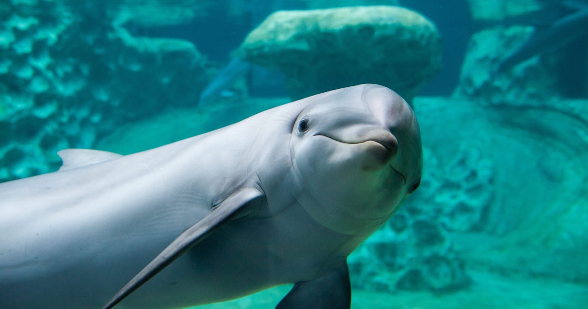 Georgia Aquarium Tickets and Passes Georgia Aquarium Tickets and Passes