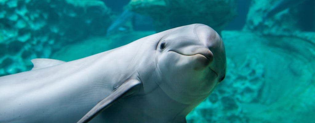 Billets d'entrée générale à l'Aquarium de Géorgie