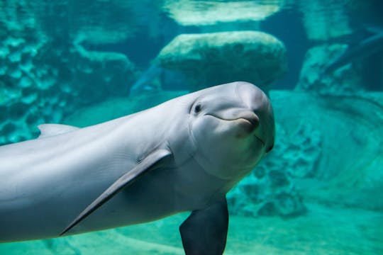 Ingressos gerais para o Georgia Aquarium